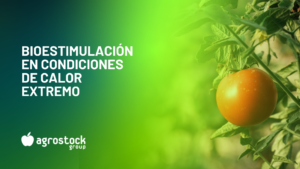 Portada para blog de Agrostock sobre bioestimulación en condiciones de calor extremo