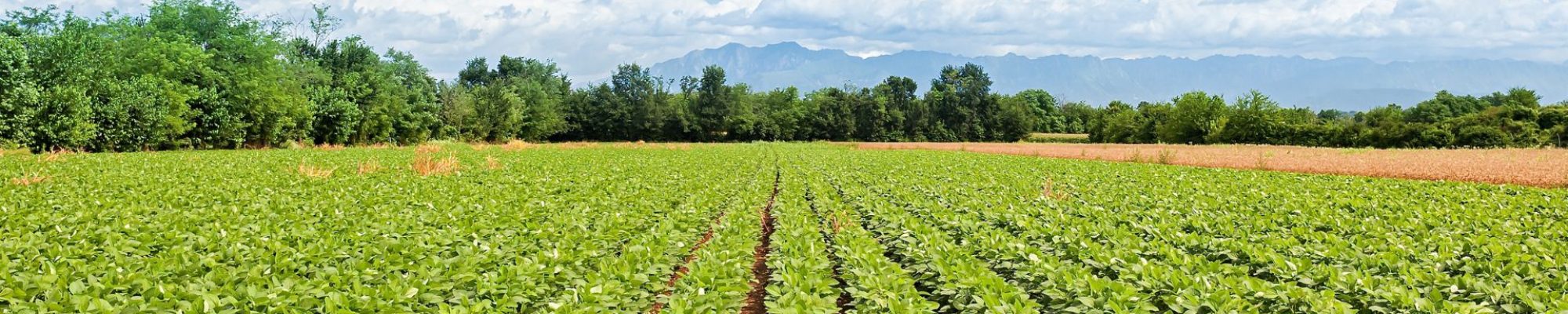 campo de agricultura para foliares agricolas
